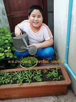 การปลูกผักสวนครัว วิชา การงานอาชีพ ชั้นประถมศึกษาปีที่ 3