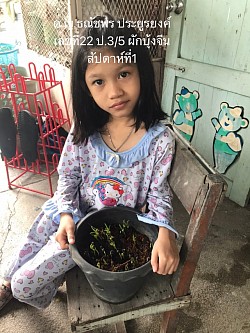 การปลูกผักสวนครัว วิชา การงานอาชีพ ชั้นประถมศึกษาปีที่ 3